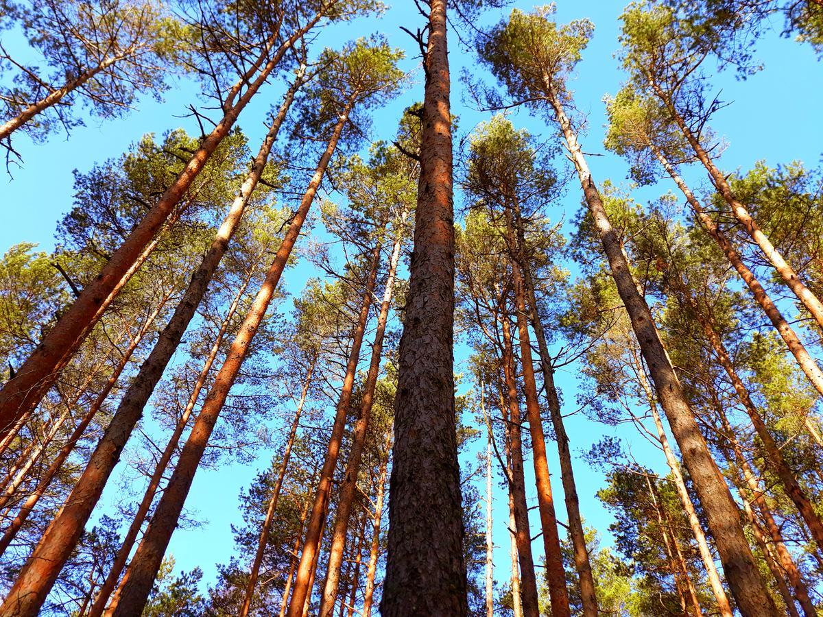 Atputas Vieta Braltirumi Purciems Dış mekan fotoğraf